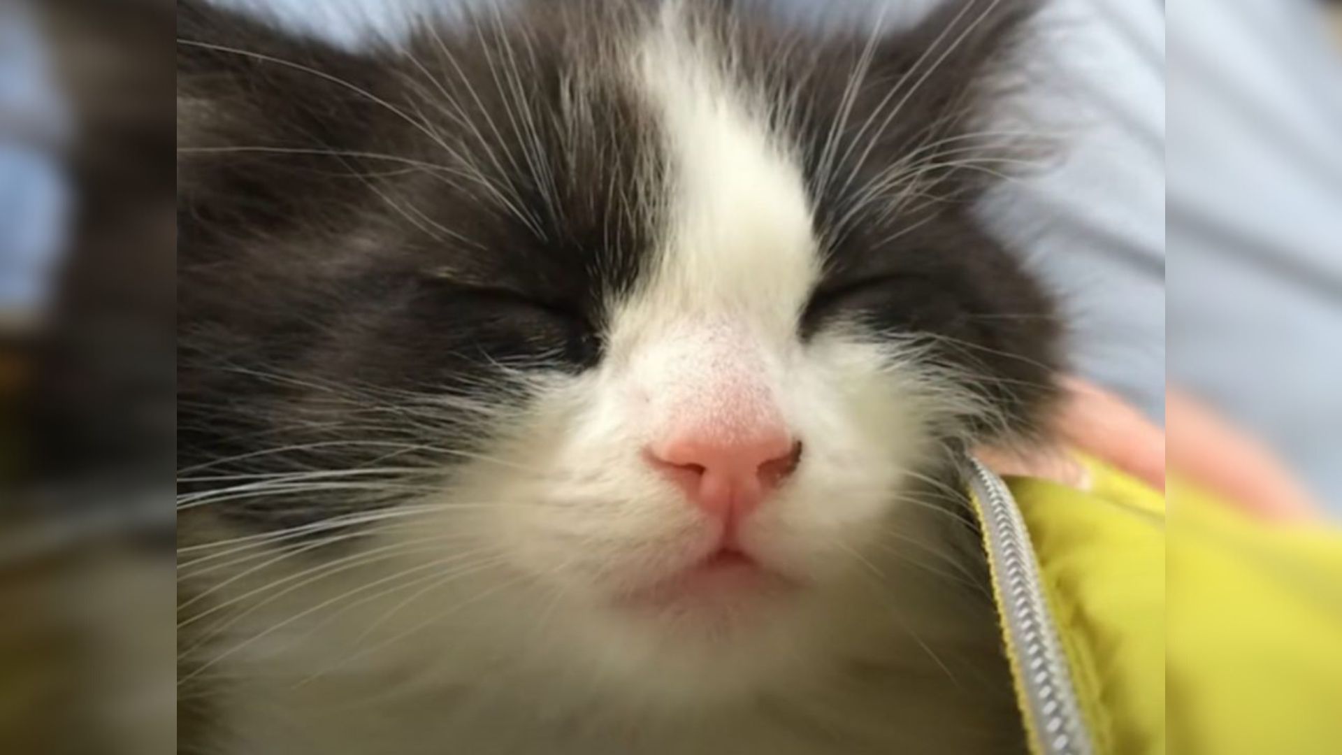 Virginia Cat Reunion Turns Emotional As Owner Learns A Painful Reality