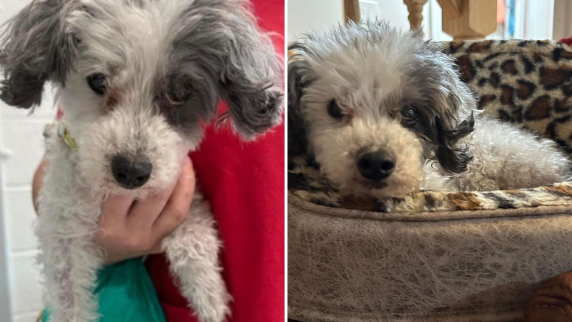 Virginia Dog Found In Parking Lot With Her Possessions And A Heartbreaking Note