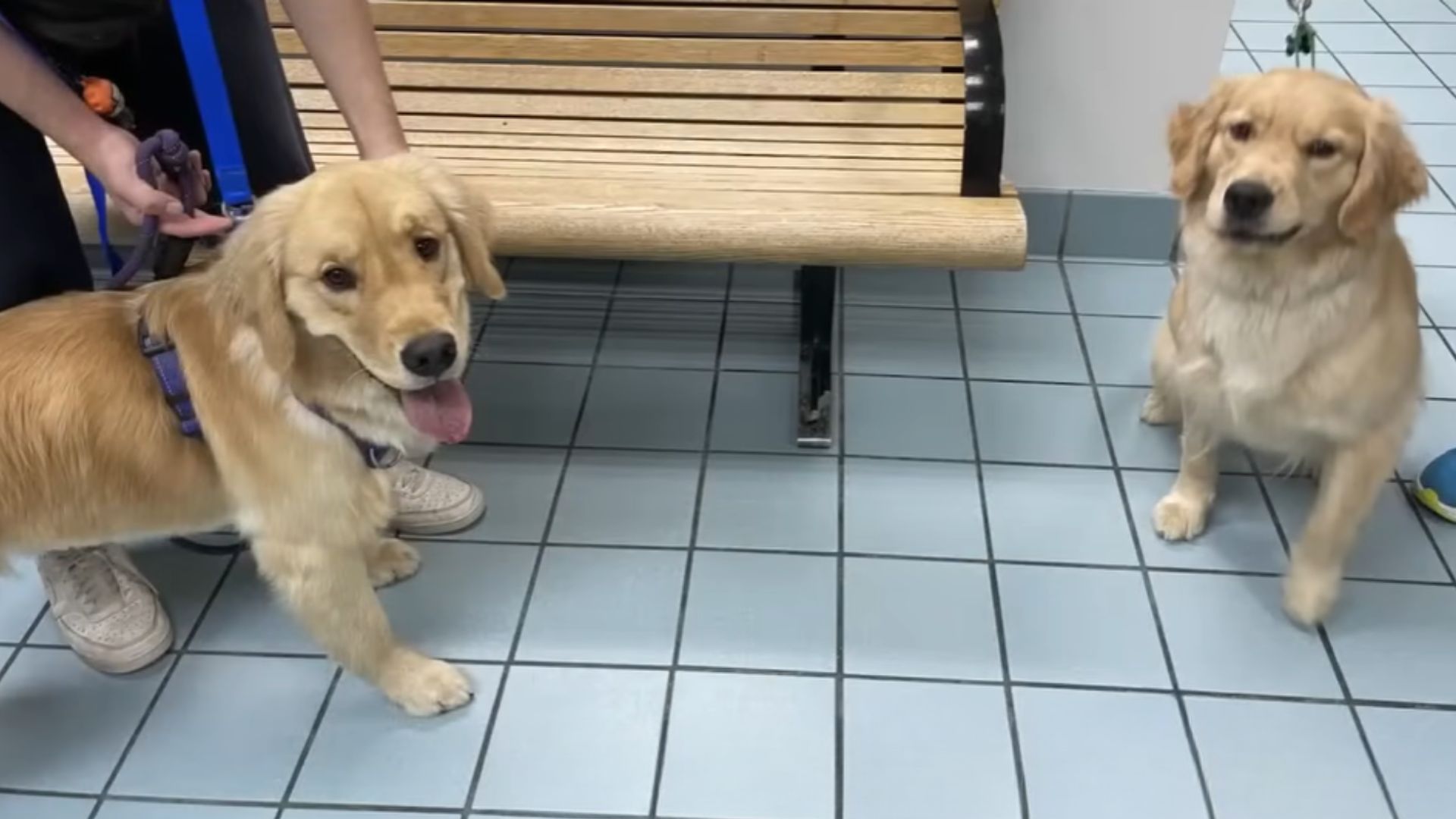 two dogs at daycare