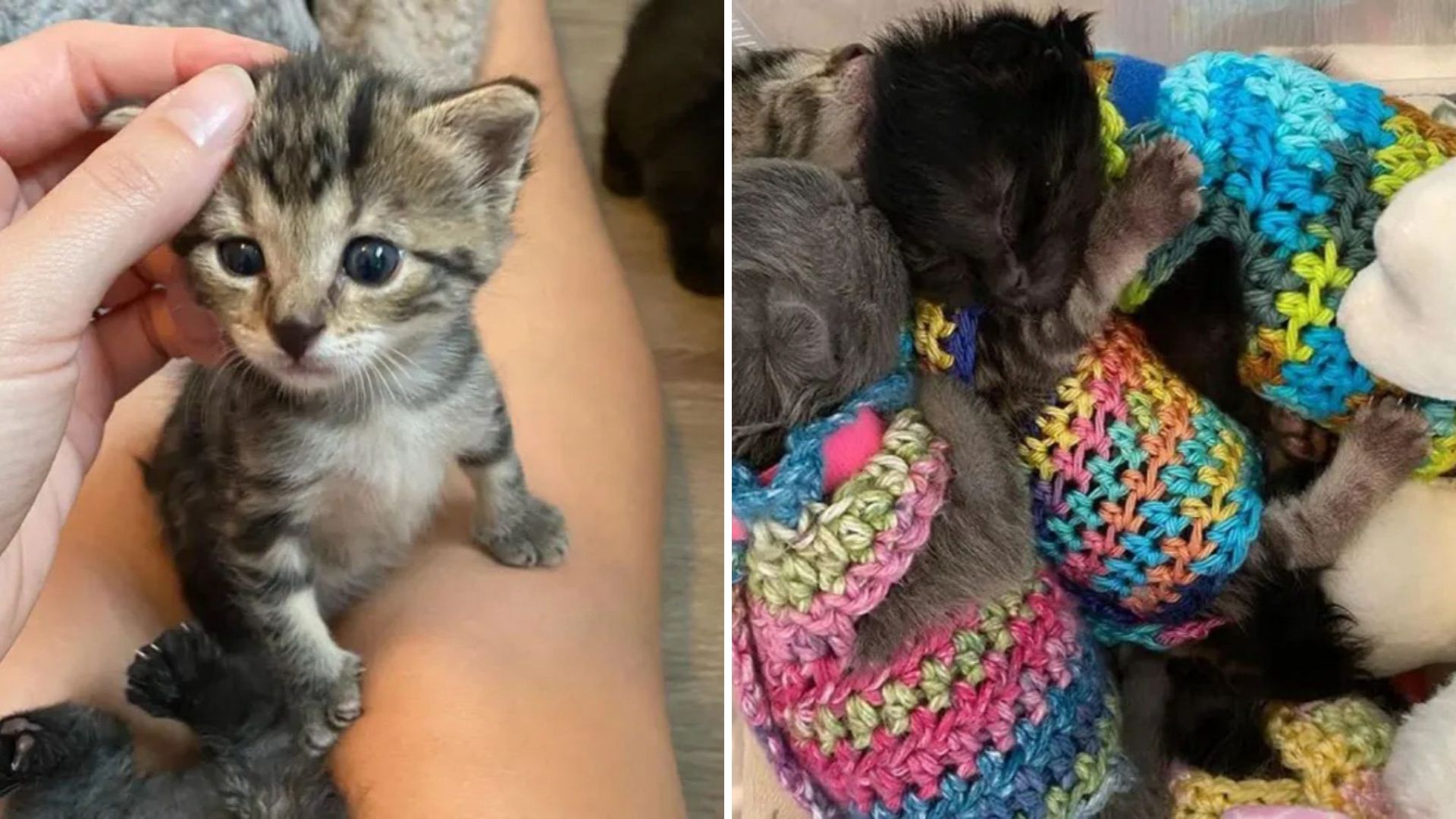 Virginia Foster Mom Steps In To Save Five Abandoned Kittens Fighting To Survive
