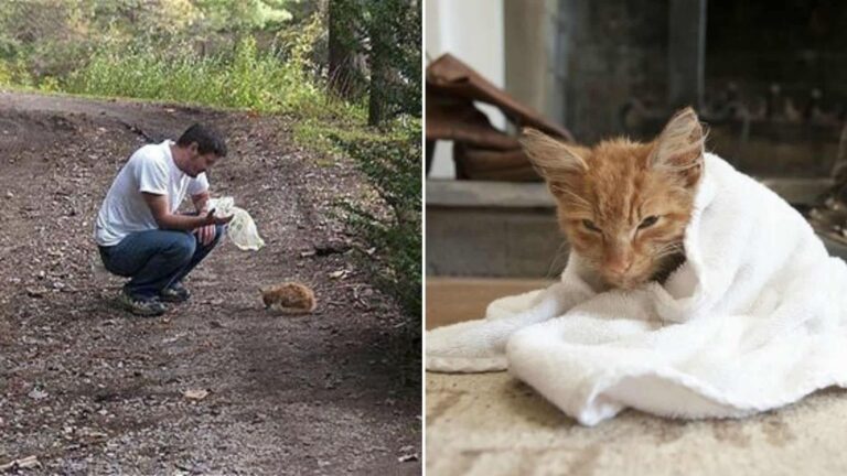 virginia man finds kitten in the woods