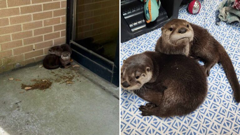 Virginia Navy Workers Stunned When Two Tiny Wild Babies Appear At Their Doorstep