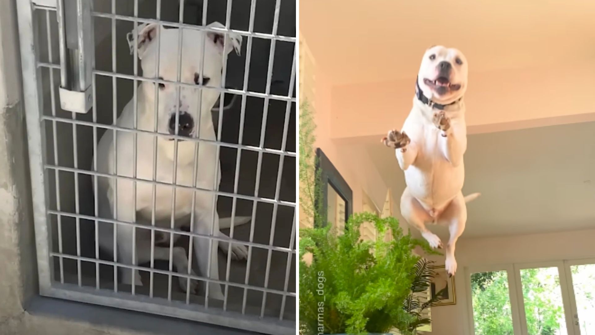 saved white dog