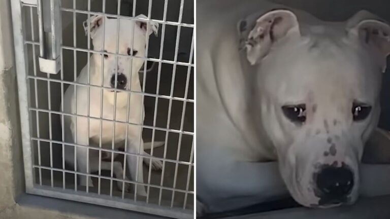 Virginia Shelter Dog Rescued From Euthanasia Steals Hearts With Incredible Reaction