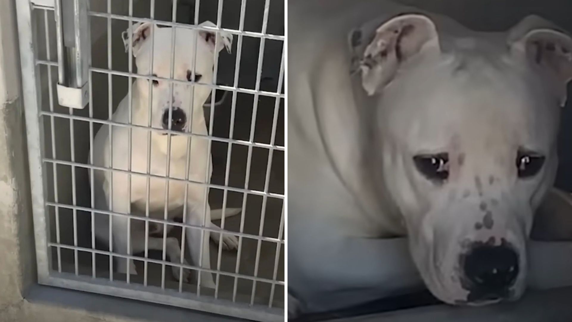 Virginia Shelter Dog Rescued From Euthanasia Steals Hearts With Incredible Reaction
