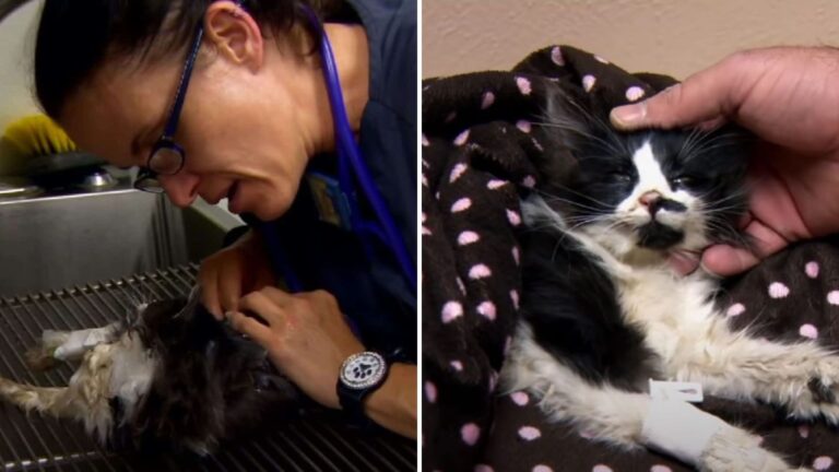 kitten in critical condition