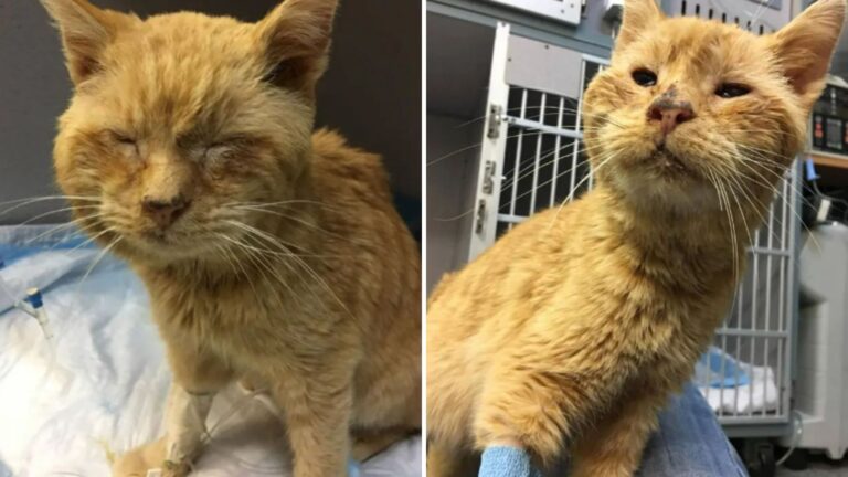 woman discovers frozen stray kitty
