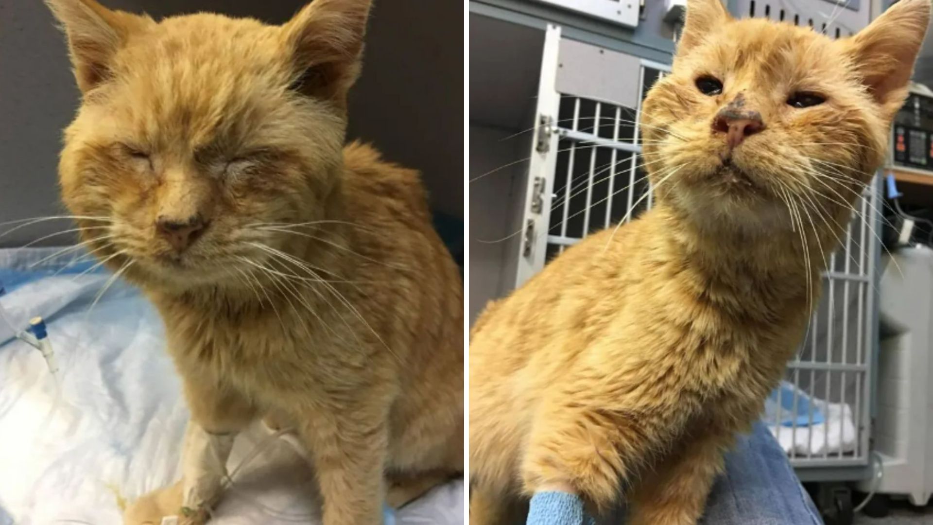 woman discovers frozen stray kitty