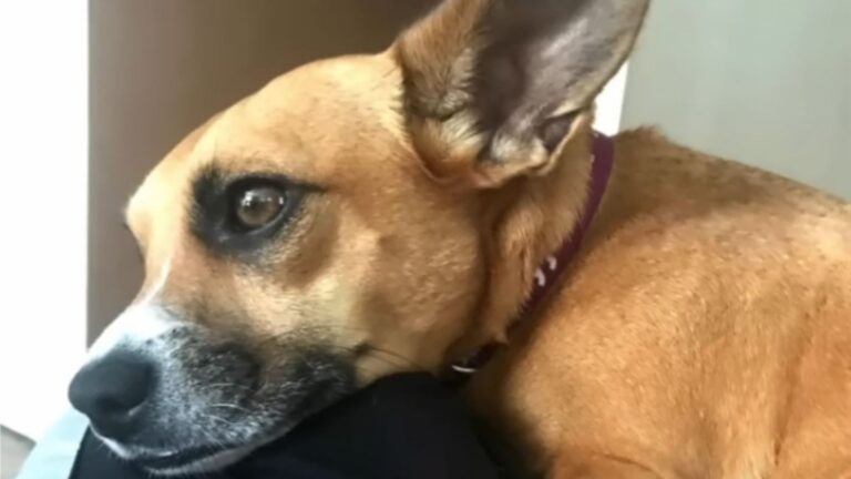 sad puppy