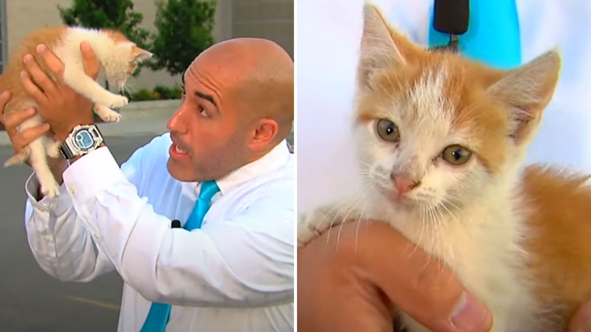 man holding a kitten
