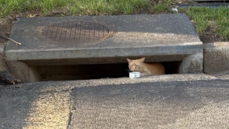 cat in storm drain