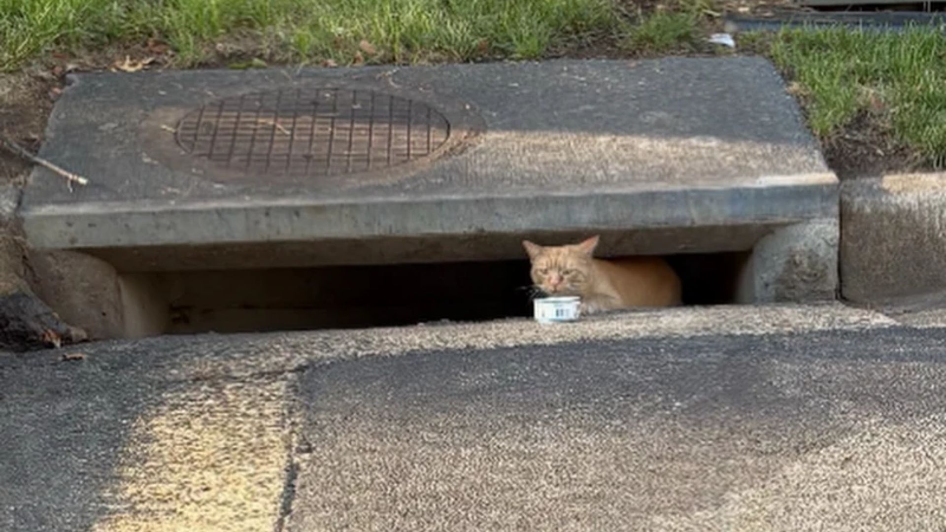 cat in storm drain
