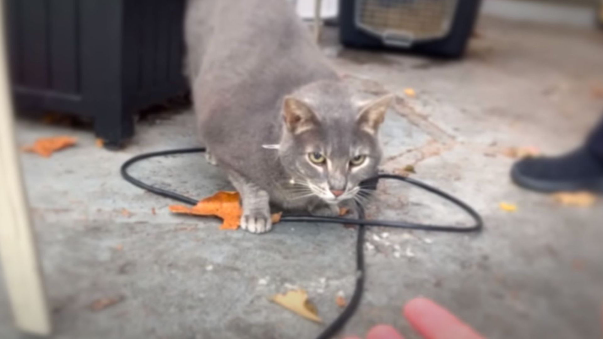 missing cat