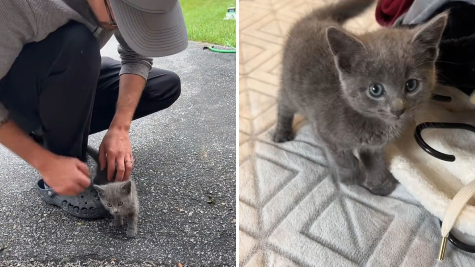 Washington Man Stunned As A Tiny Puff Of Fur Emerges From Bushes And Runs To Him