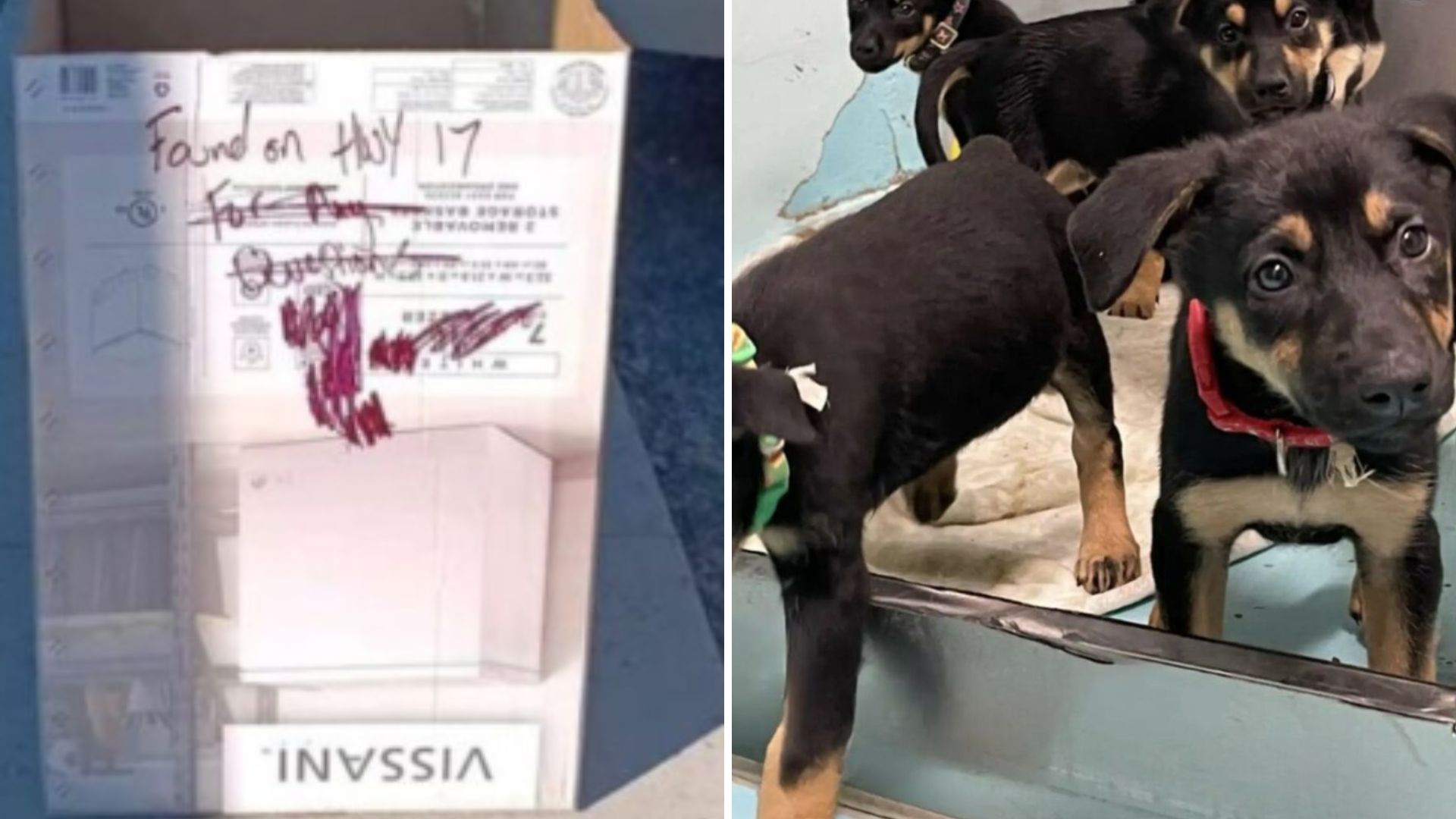 Washington Rescuers Open An Abandoned Box And Are Shaken By What They Find Inside