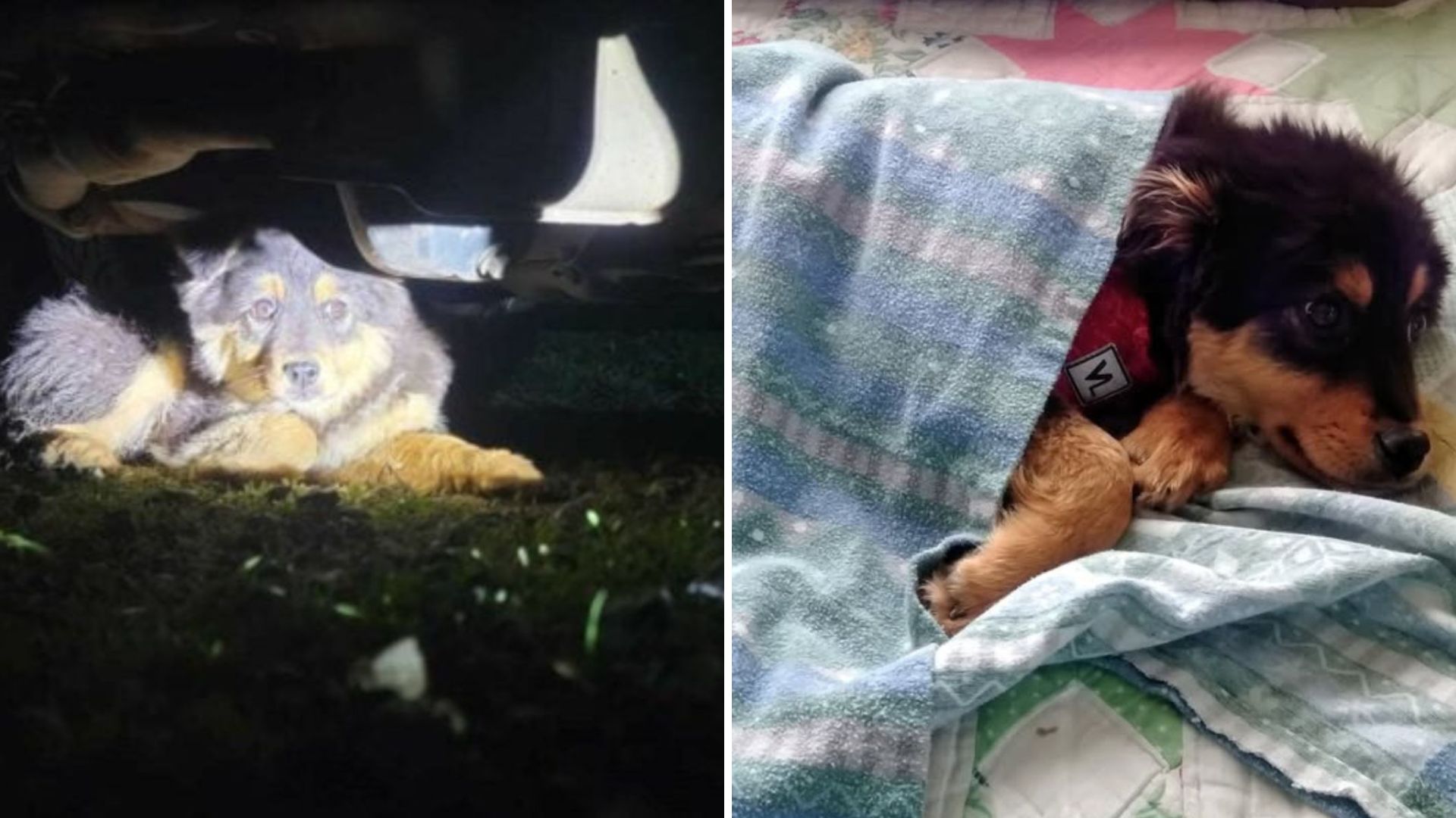dog beneath the car