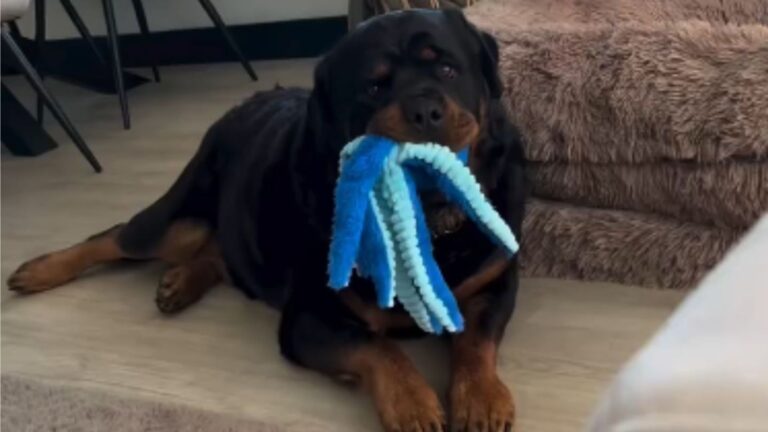 anxious rottweiler