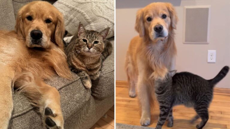 senior dog and cat