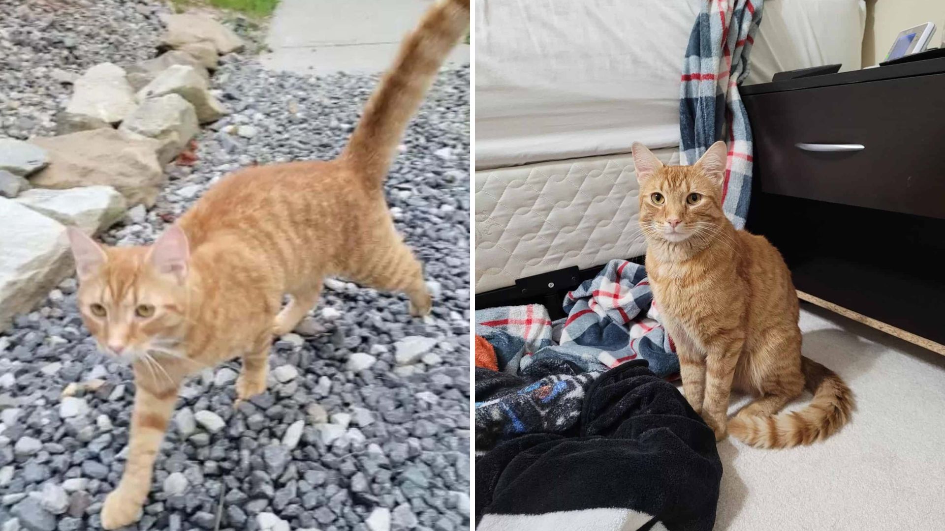 lost cat