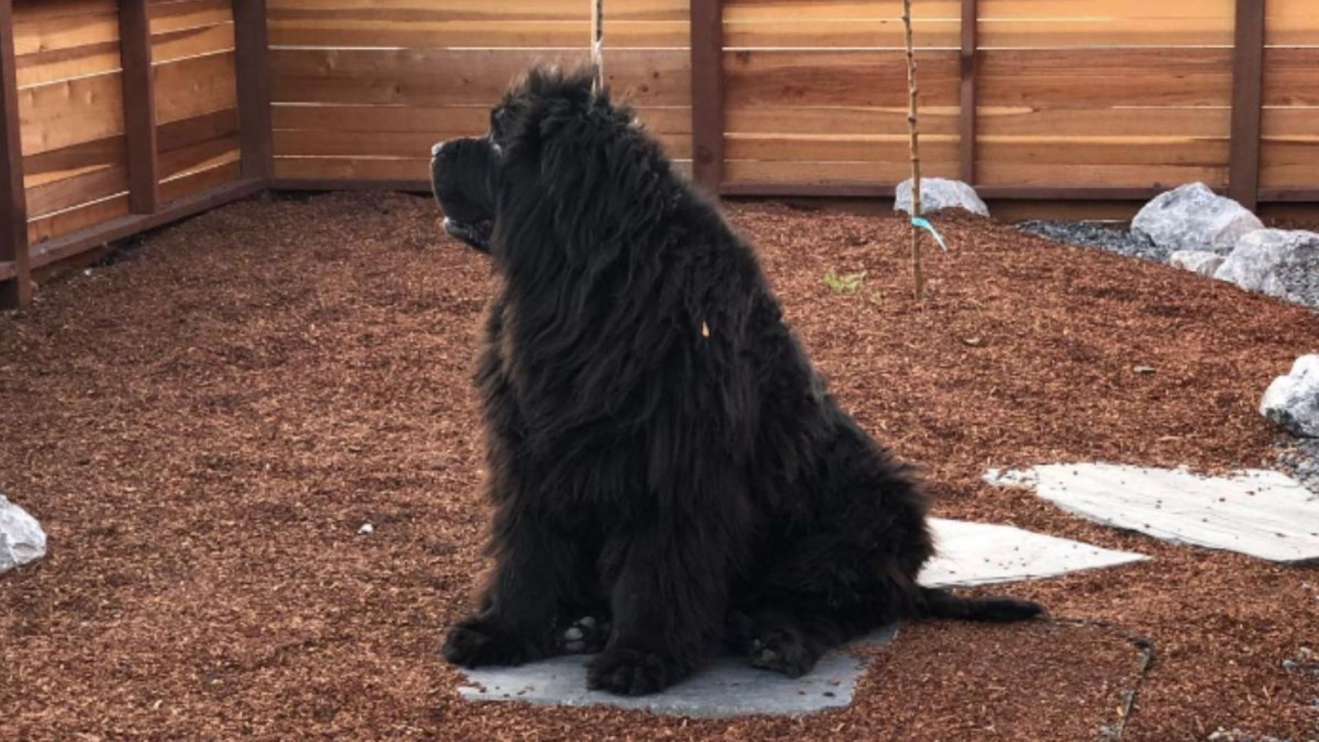 What California Residents Thought Was A Giant Bear Turned Out To Be Something Adorable