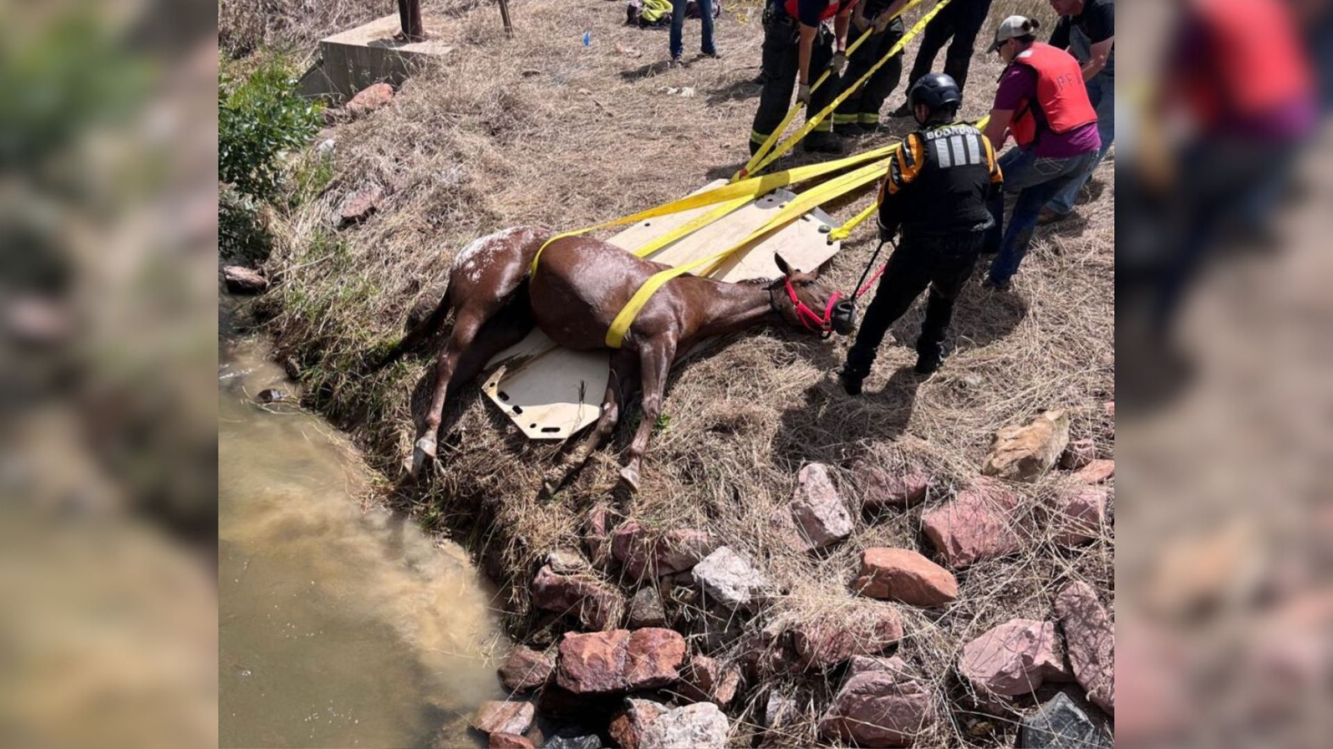 What Happens Next Will Leave You Breathless As Colorado Crew Saves Blind Horse From Disaster
