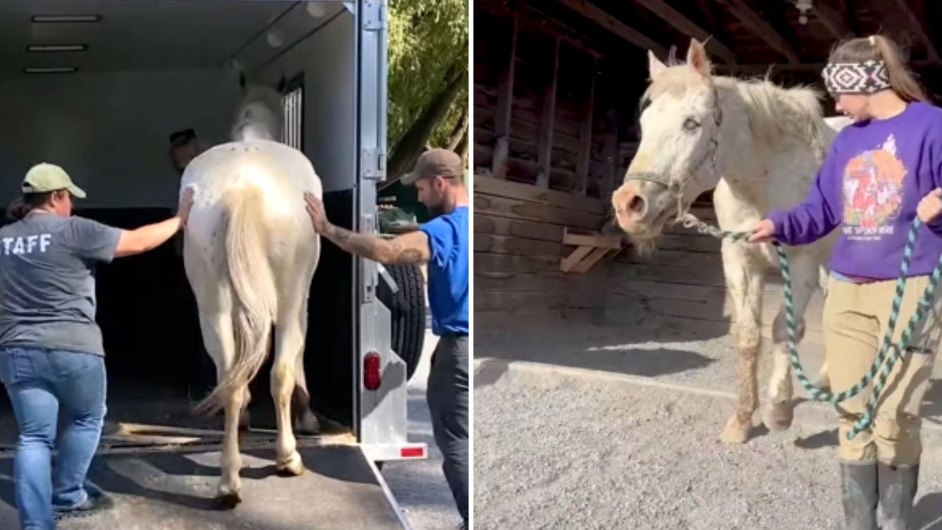 What Hudson Valley Rescuers Did For A Blind Horse Will Leave You In Tears