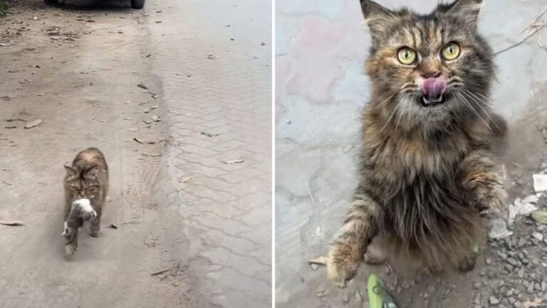 mama cat carrying kitten