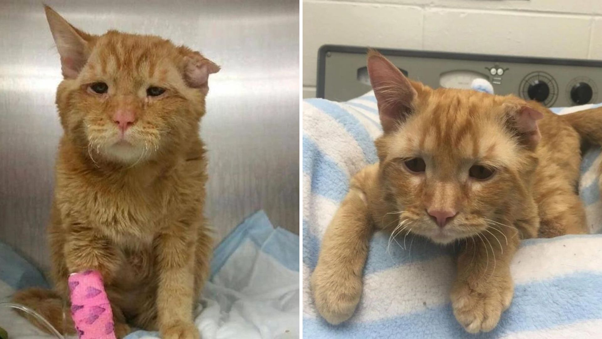 injured cat