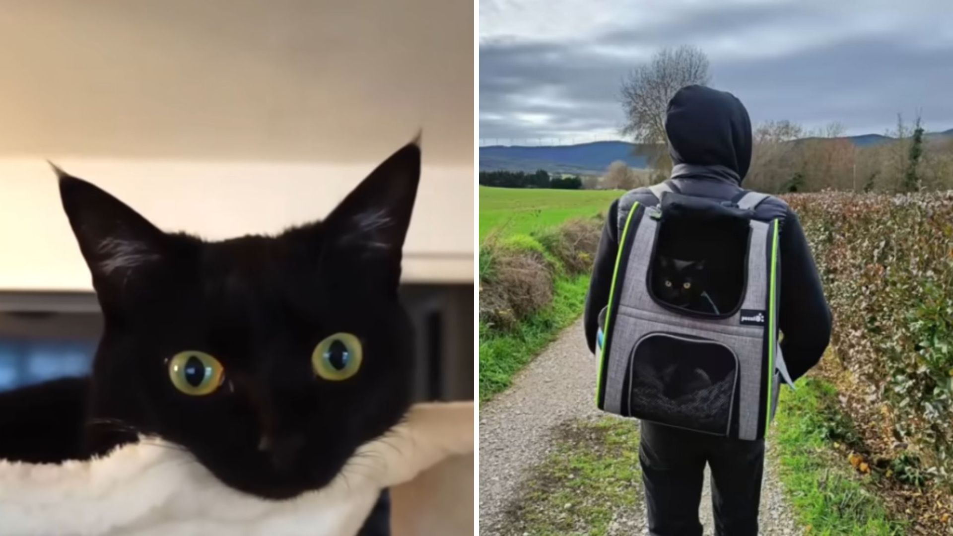 black cat