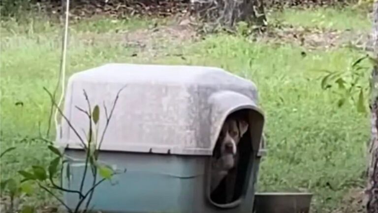 dog found tied up in abandoned yard