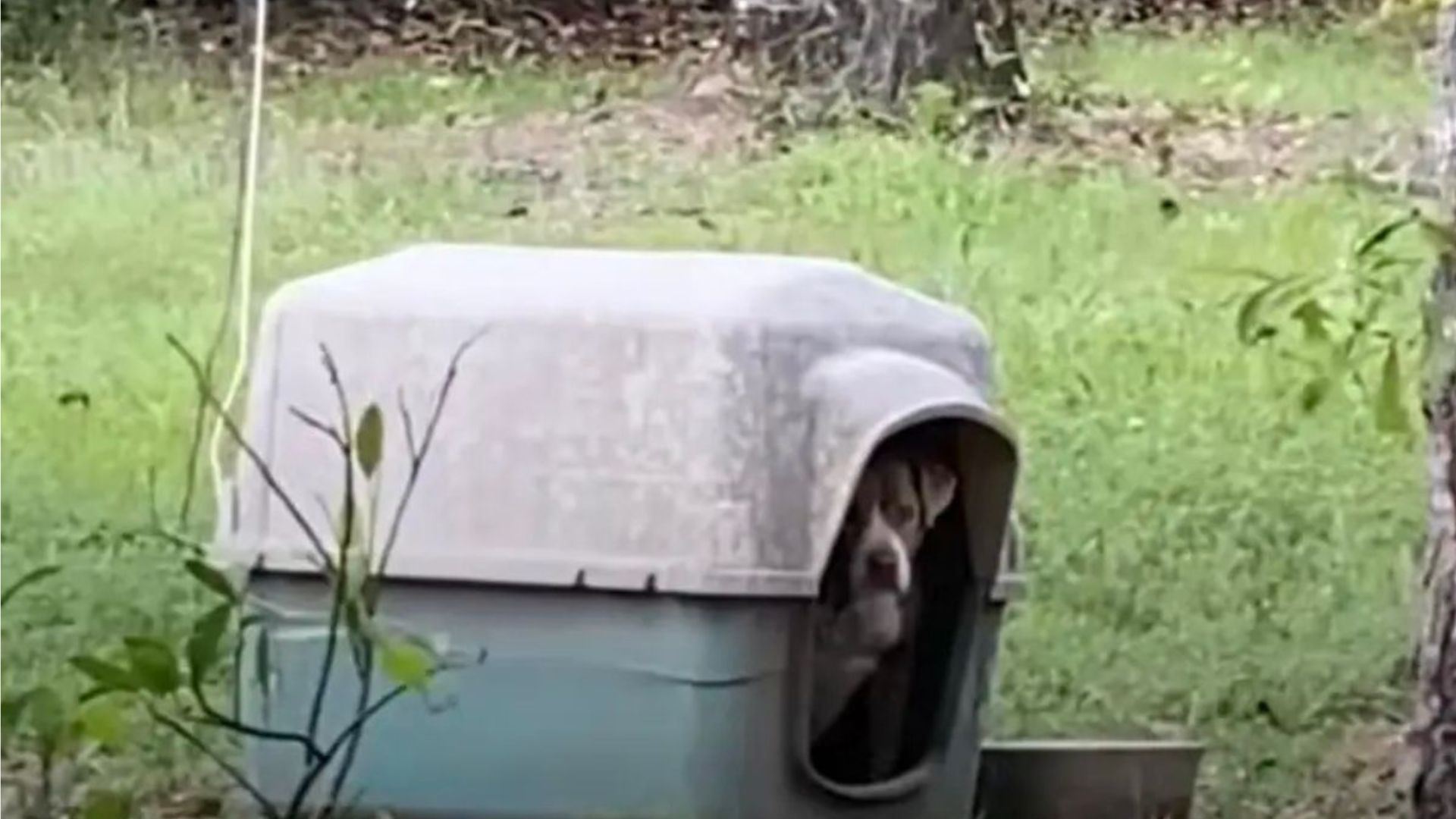 dog found tied up in abandoned yard