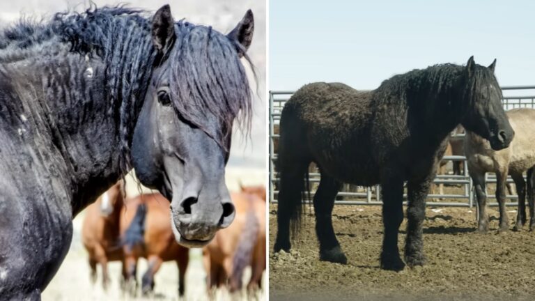 Wild Stallion Devastated After Being Torn From His Herd During Oregon Roundup
