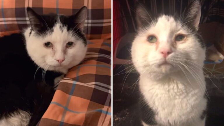 Wisconsin Cat Born With 'Handstand' Birth Defect Faces A Tough Start Before Happy Ending