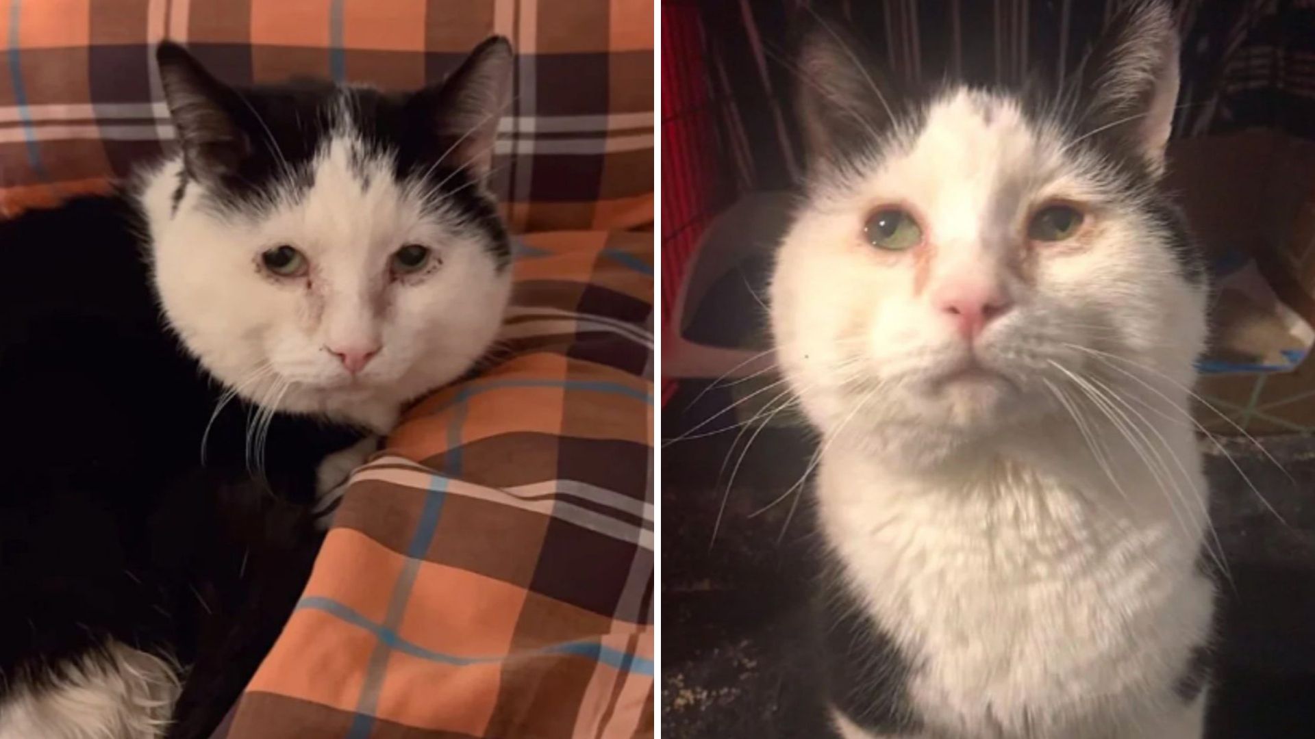 Wisconsin Cat Born With 'Handstand' Birth Defect Faces A Tough Start Before Happy Ending