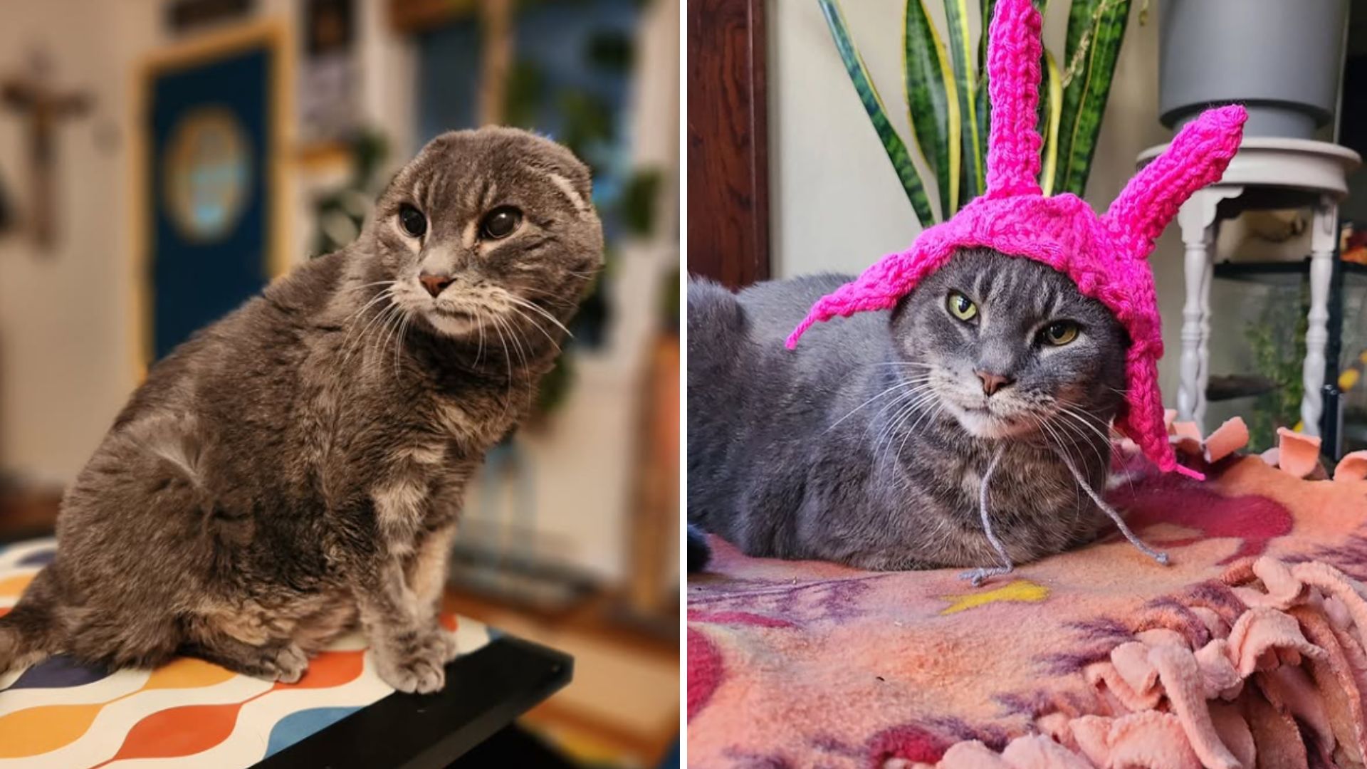cat without ears