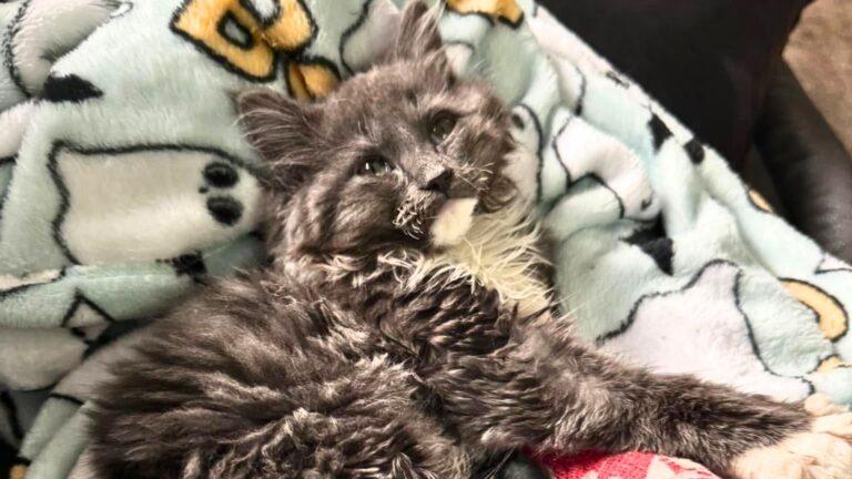 wobbly kitten
