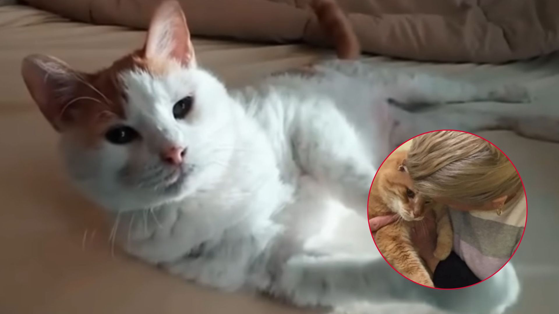 adopted cat