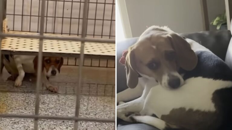 lab test dog