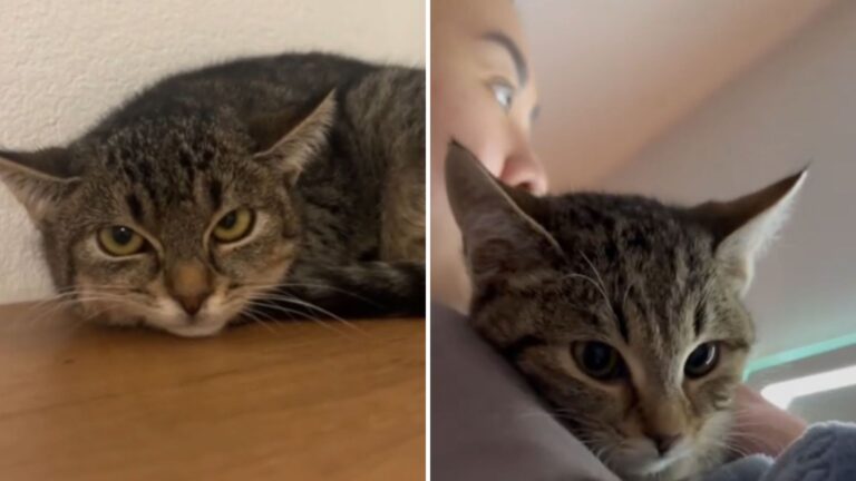 sad cat