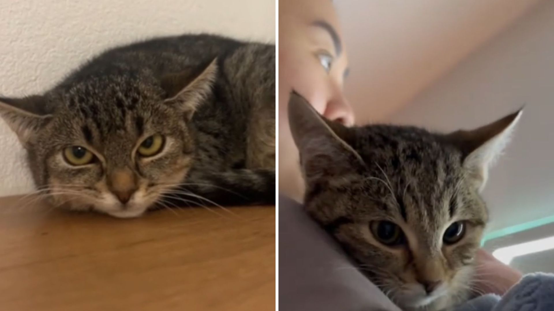 sad cat