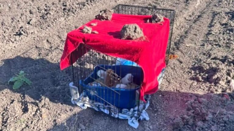 kittens in a carrier