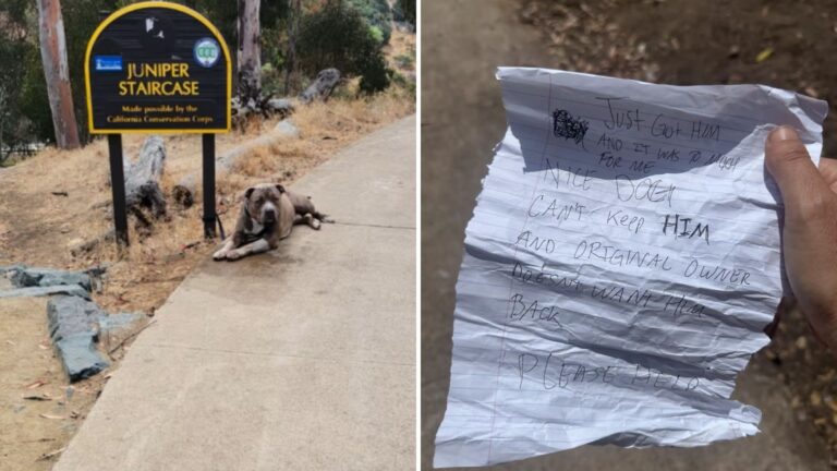 dog tied to parking sign