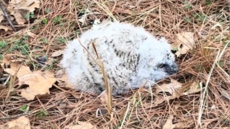 fluffy animal lying on the ground