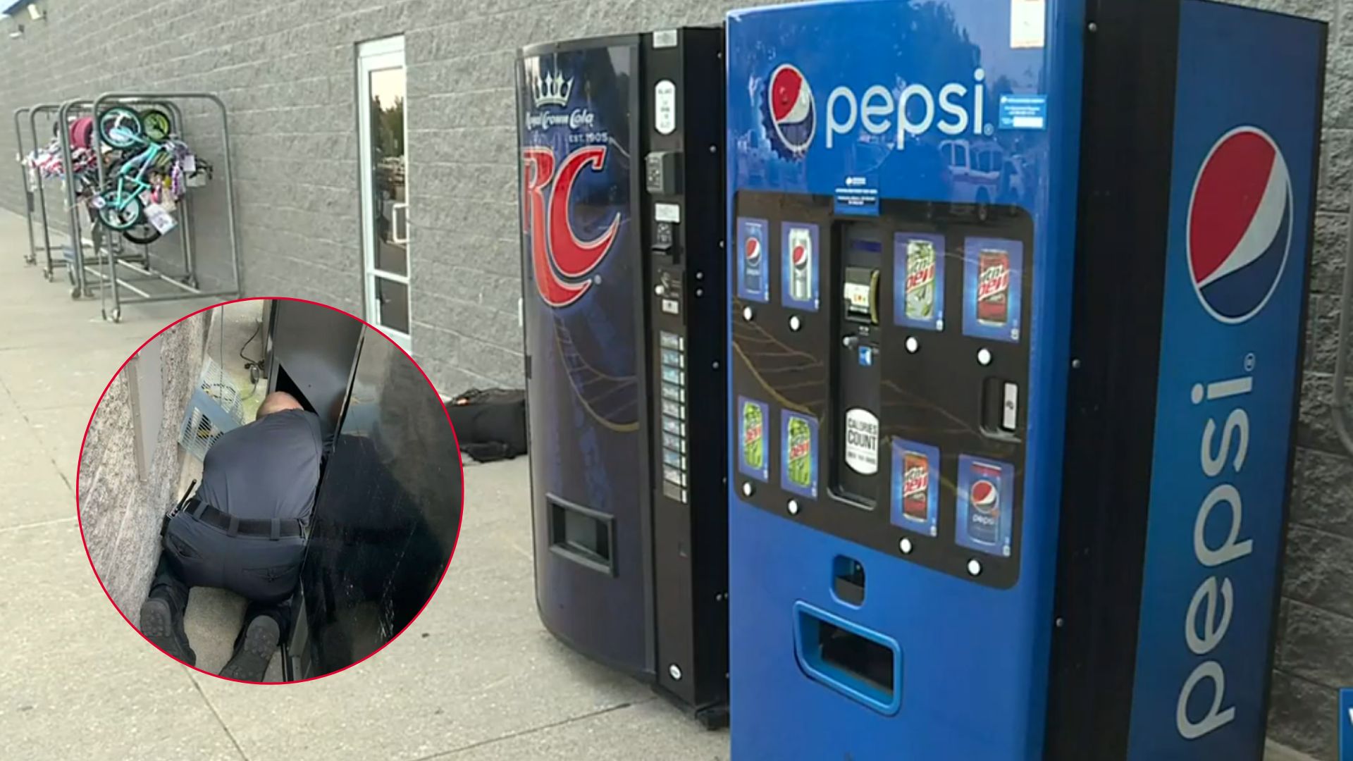 kitten in vending machine