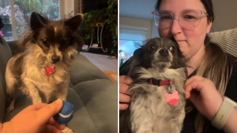 Woman In California Adopts A Chihuahua But Discovers Something Completely Unexpected