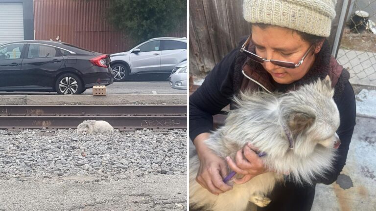 rescued fluffy dog