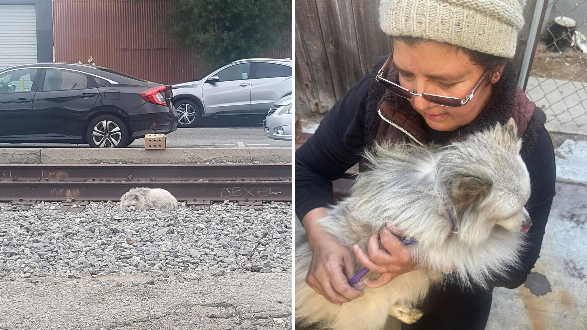 rescued fluffy dog
