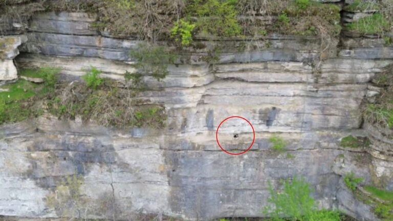 dog stuck on cliff
