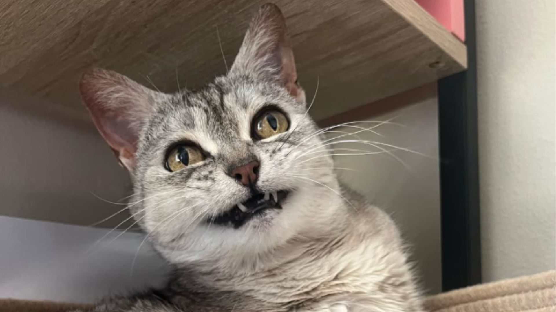 womans plan to adopts kitten fails