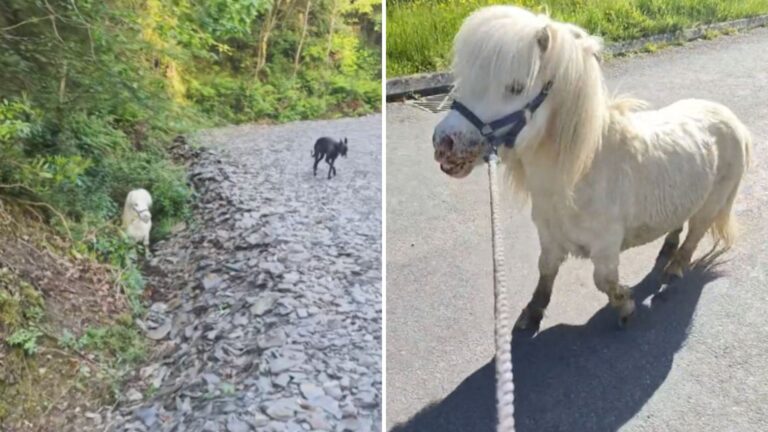 white pony
